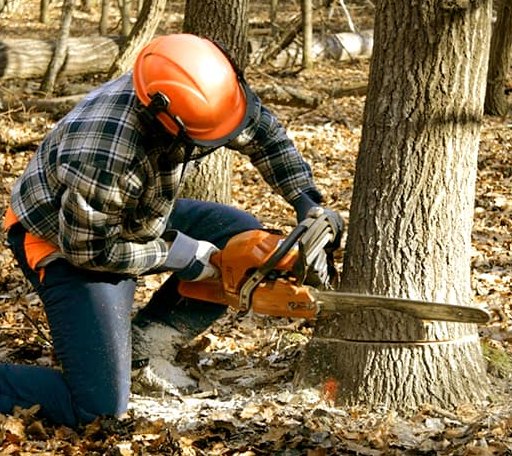 Tree Removal in East Dorset, VT